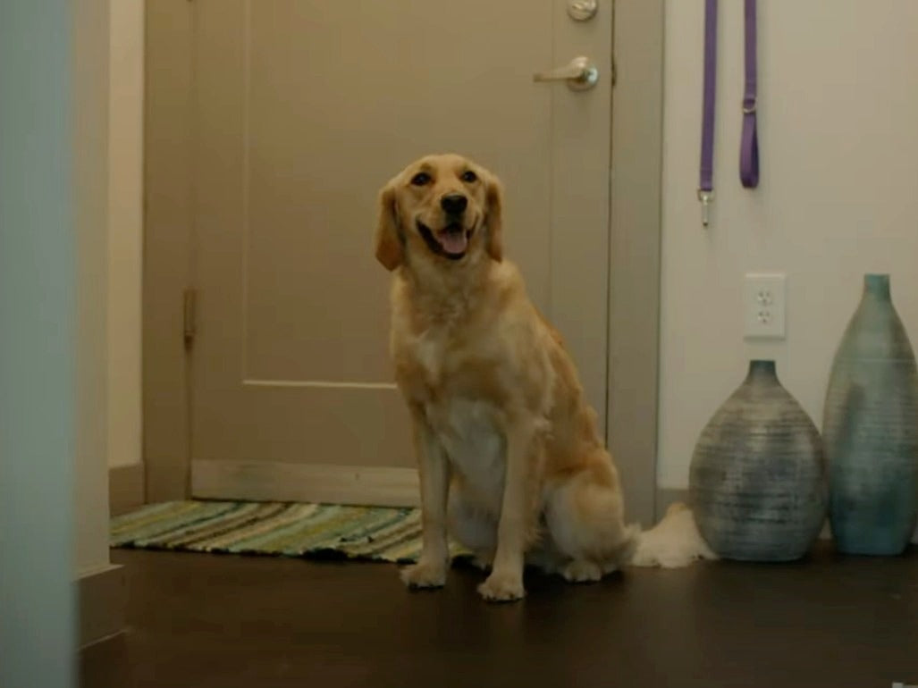 indoor grass pad for dogs