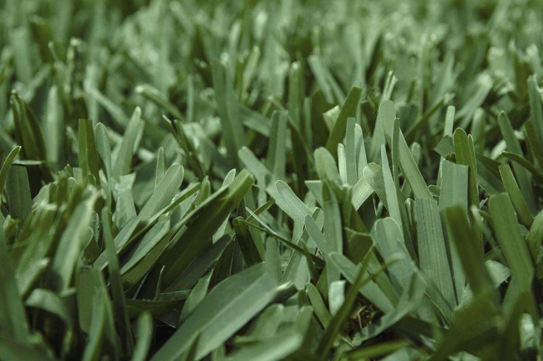 Scotts® ProVista™ St. Augustine Bethel Farms Premium Grass