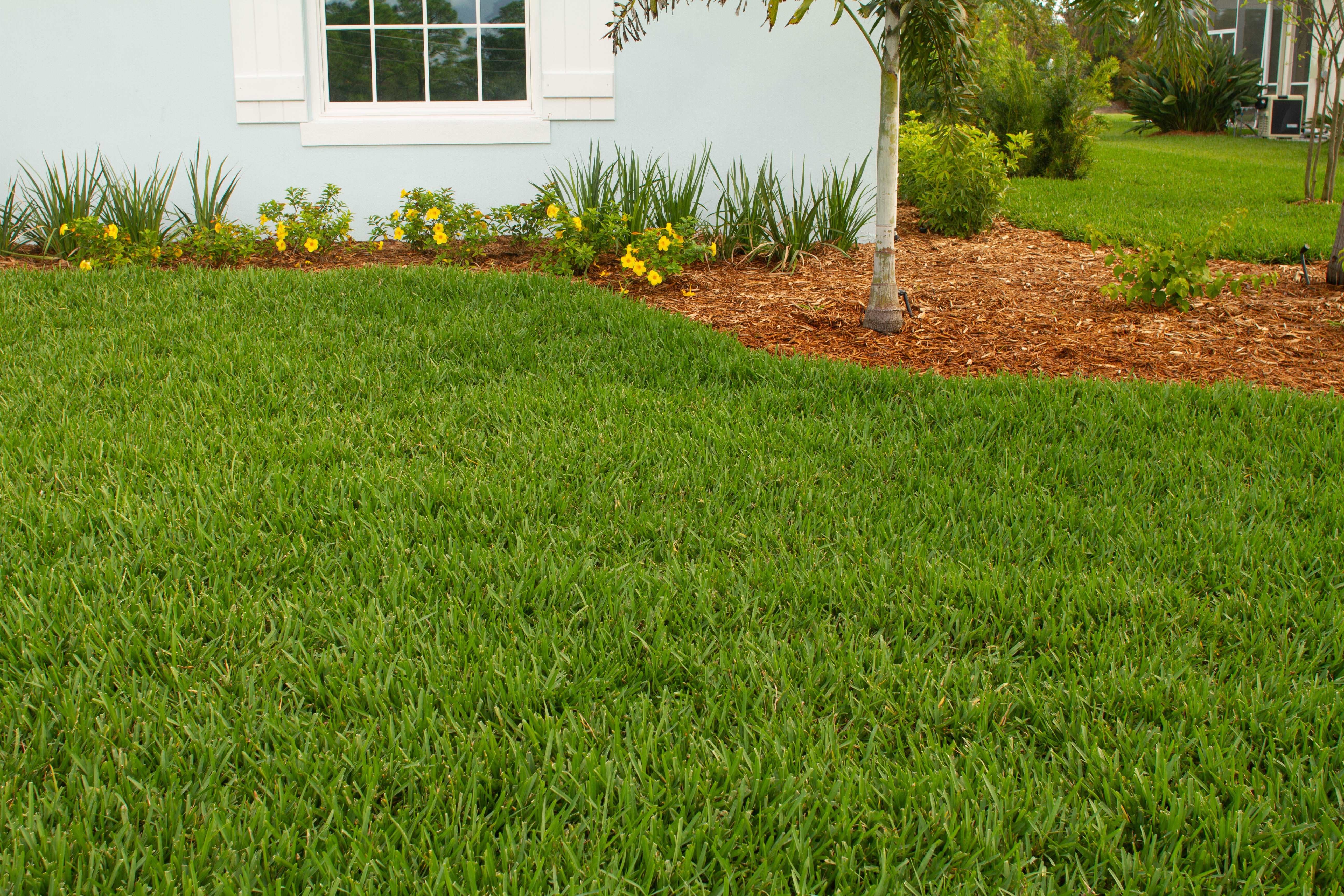 Scotts® ProVista™ St. Augustine - Bethel Farms Premium Grass